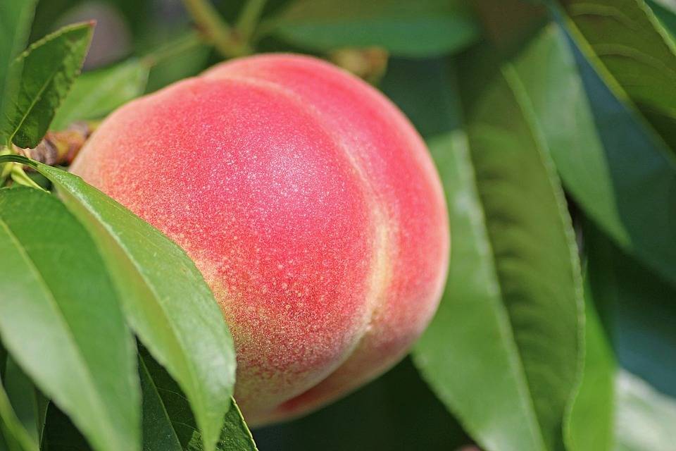 peach-2721852_960_720 (1)|peaches-869386_960_720|enfermedades-duraznero-uruguay